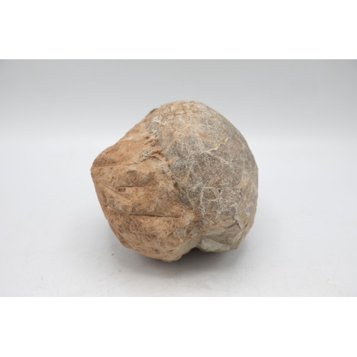 258 - Large late Cretaceous Period, 100-66 million years, fossilised dinosaur egg, Hadrosaurus species, H ... 