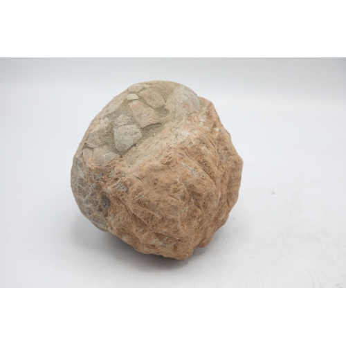 258 - Large late Cretaceous Period, 100-66 million years, fossilised dinosaur egg, Hadrosaurus species, H ... 