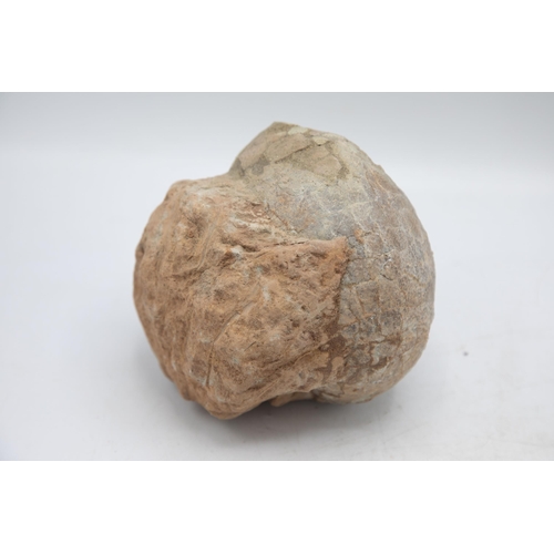 258 - Large late Cretaceous Period, 100-66 million years, fossilised dinosaur egg, Hadrosaurus species, H ... 