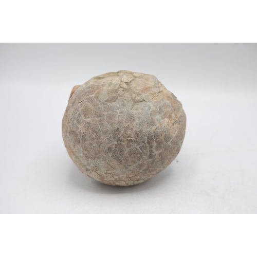 258 - Large late Cretaceous Period, 100-66 million years, fossilised dinosaur egg, Hadrosaurus species, H ... 