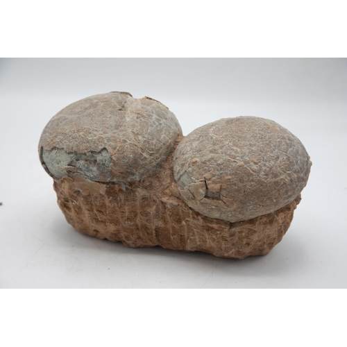 259 - Rare late Cretaceous Period, 100-66 million years, fossilised double dinosaur egg, Hadrosaurus speci... 