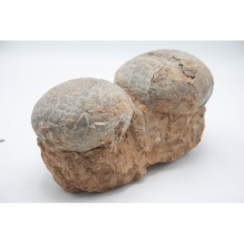 259 - Rare late Cretaceous Period, 100-66 million years, fossilised double dinosaur egg, Hadrosaurus speci... 