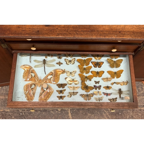 1375 - Good quality 19th century specimen cabinet with contents, to include minerals, fossils and taxidermy... 