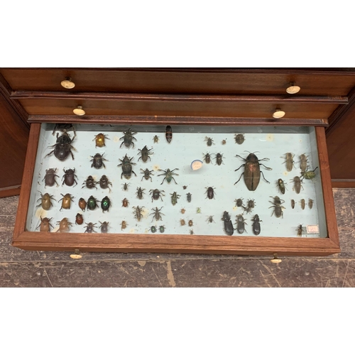 1375 - Good quality 19th century specimen cabinet with contents, to include minerals, fossils and taxidermy... 