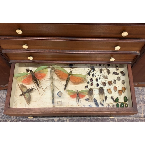 1375 - Good quality 19th century specimen cabinet with contents, to include minerals, fossils and taxidermy... 