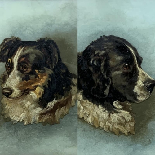 1560 - Early 20th century school - bust portraits of St Bernard and Border Collie dogs, unsigned, oil on gl... 