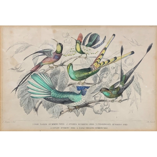 1515 - Quantity of antique hand tinted J. Stewart bird themed prints, largest 38cm x 32cm (7)