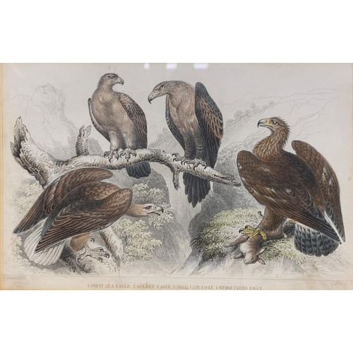 1515 - Quantity of antique hand tinted J. Stewart bird themed prints, largest 38cm x 32cm (7)