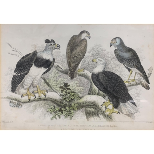 1515 - Quantity of antique hand tinted J. Stewart bird themed prints, largest 38cm x 32cm (7)