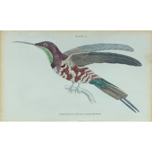 1515 - Quantity of antique hand tinted J. Stewart bird themed prints, largest 38cm x 32cm (7)