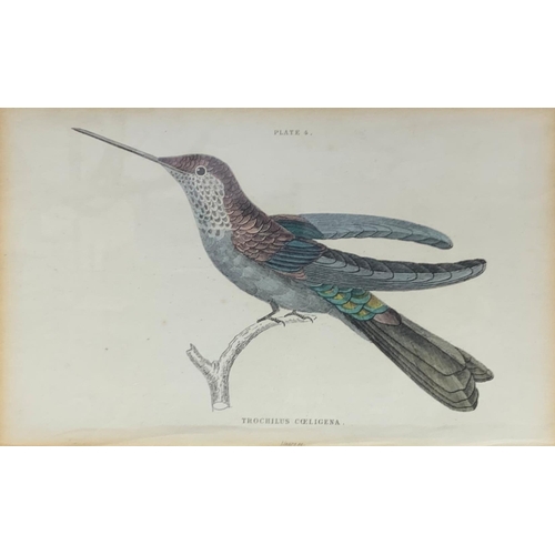 1515 - Quantity of antique hand tinted J. Stewart bird themed prints, largest 38cm x 32cm (7)