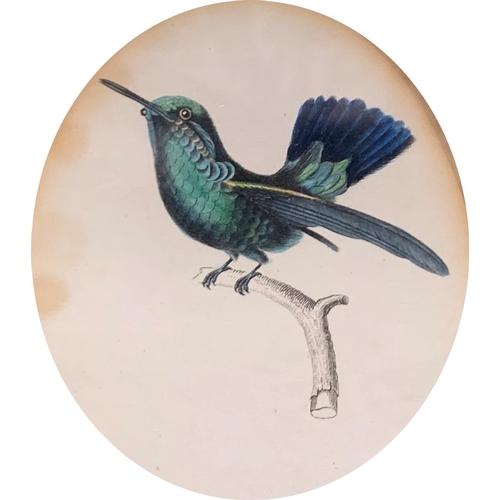 1515 - Quantity of antique hand tinted J. Stewart bird themed prints, largest 38cm x 32cm (7)