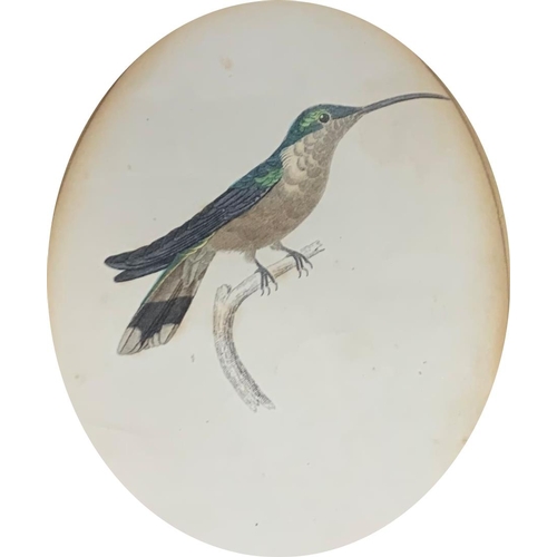 1515 - Quantity of antique hand tinted J. Stewart bird themed prints, largest 38cm x 32cm (7)