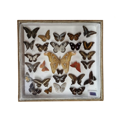 1083 - Three cased collections of taxidermy butterflies, 48cm x 44cm (3)