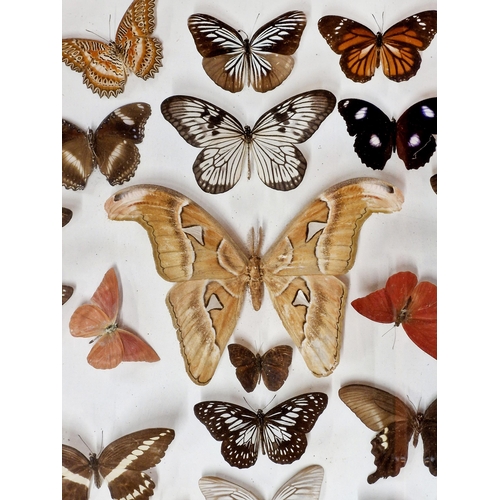 1083 - Three cased collections of taxidermy butterflies, 48cm x 44cm (3)