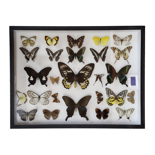 1083 - Three cased collections of taxidermy butterflies, 48cm x 44cm (3)