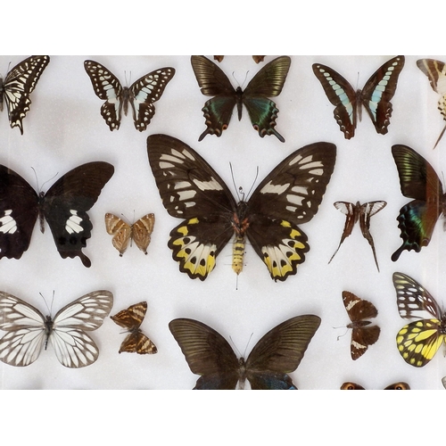 1083 - Three cased collections of taxidermy butterflies, 48cm x 44cm (3)