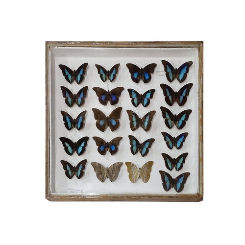 1083 - Three cased collections of taxidermy butterflies, 48cm x 44cm (3)