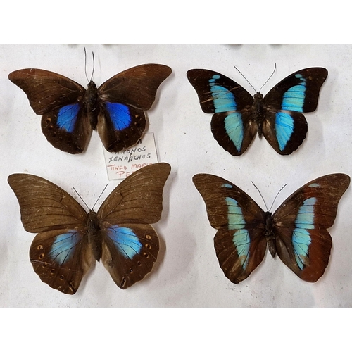 1083 - Three cased collections of taxidermy butterflies, 48cm x 44cm (3)