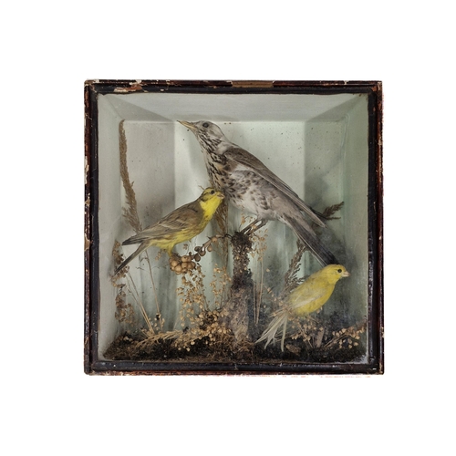 1085 - Taxidermy - collection of birds held in a glazed case with naturalistic surround, comprising of a Ye... 