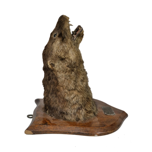 1086 - Taxidermy - Otters head mounted on wooden shield plaque, Lutra Lutra, by Rohu & Sons Dublin, plaque ... 