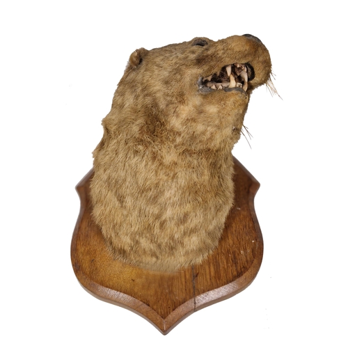 1087 - Taxidermy - Otters head mounted on wooden shield plaque, Lutra Lutra, writing to reverse reading 'we... 