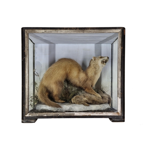 1088 - Taxidermy - polecat on rabbit in glazed case set amongst naturalistic surround, Mustela putorius, By... 