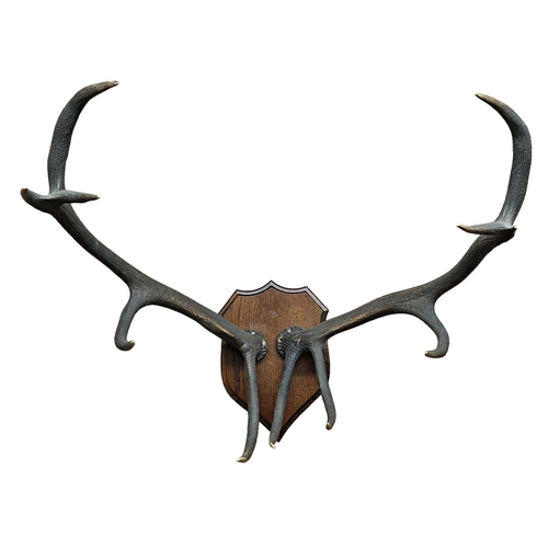 1081 - Taxidermy - pair of large stag antlers mounted on wooden shield, maximum width 75cm