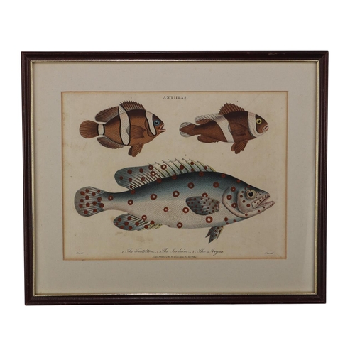 1502 - Antique hand coloured fish engraving from Encyclopaedia Londinensis, copper engraving from the 1802 ... 