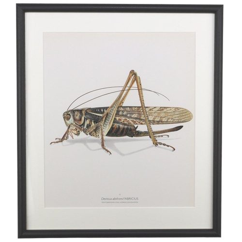 1505 - Bernard Durin (1940 -1988) Mediterranean Long Horned Grasshopper lithograph, framed, 36.5cm x 41.5cm