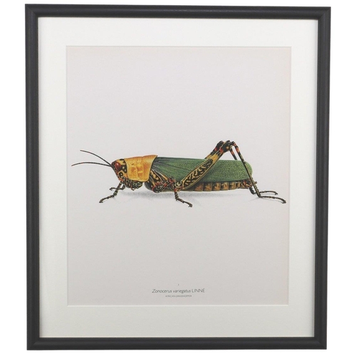 1506 - Bernard Durin (1940 -1988) American Grasshopper lithograph, framed, 36.5cm x 41.5cm