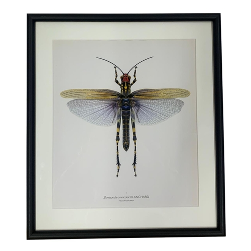 1507 - Bernard Durin (1940 -1988) Field Grasshopper lithograph, framed, 36.5cm x 41.5cm