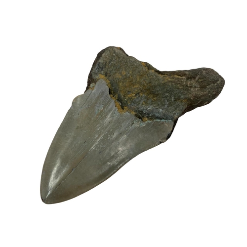 1072 - Natural History - large Megalodon tooth fossil, Miocene Epoch circa 5-10 million years old, 12cm x 8... 