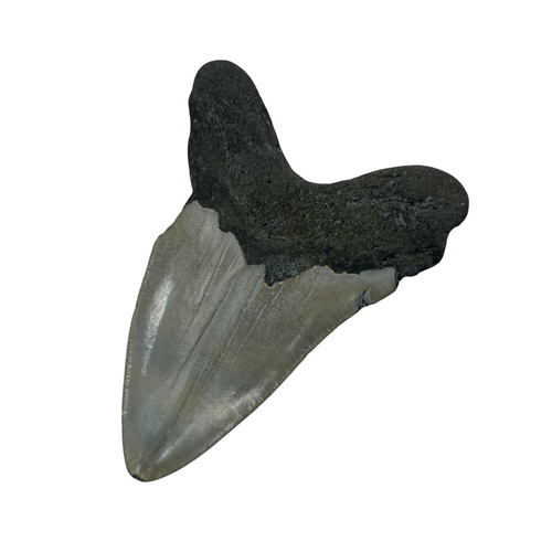 1073 - Natural History - large Megalodon tooth fossil, Miocene Epoch circa 5-10 million years old, 12cm x 1... 