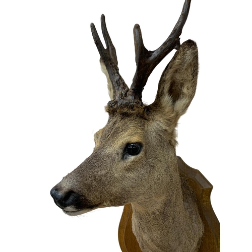 1074 - Taxidermy - Roe deer mounted on wooden shield (capreolus capreolus), having brass French plaque with... 