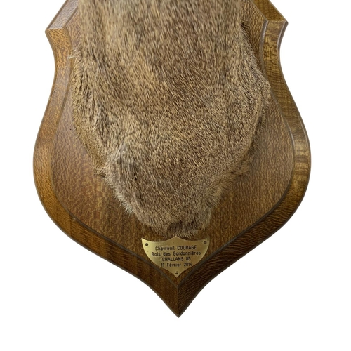 1074 - Taxidermy - Roe deer mounted on wooden shield (capreolus capreolus), having brass French plaque with... 