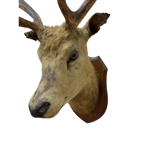 1075 - Taxidermy - Red deer stags head mounted on wooden shield (Cervus elaphus), L 110cm x 75cm