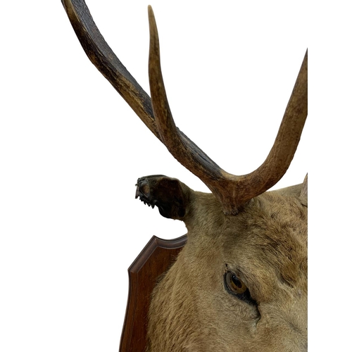 1075 - Taxidermy - Red deer stags head mounted on wooden shield (Cervus elaphus), L 110cm x 75cm