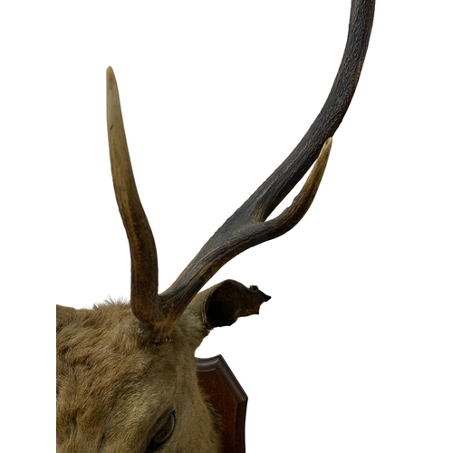 1075 - Taxidermy - Red deer stags head mounted on wooden shield (Cervus elaphus), L 110cm x 75cm