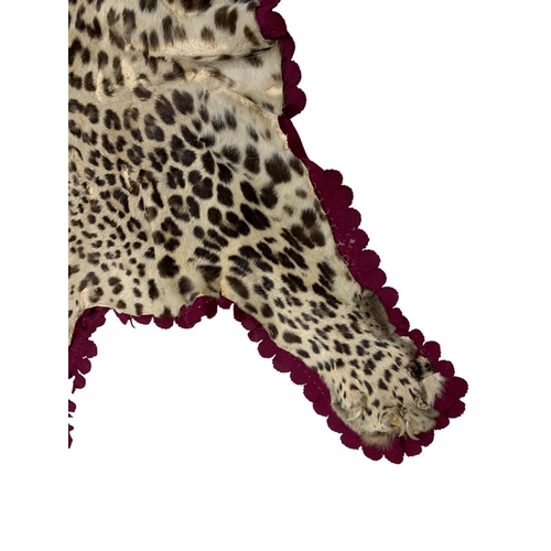 1076 - Taxidermy - antique leopard skin rug (Panthera pardus fusca), 150cm x 115cm