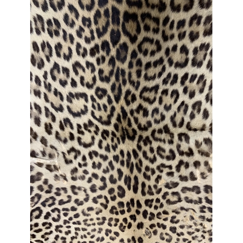 1076 - Taxidermy - antique leopard skin rug (Panthera pardus fusca), 150cm x 115cm