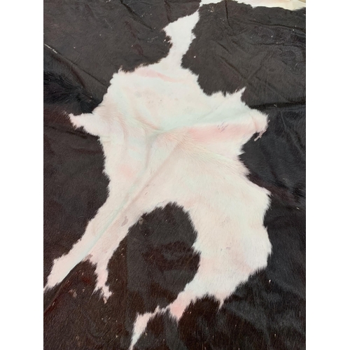 1077 - Taxidermy - large cow hide rug (Bos taurus), 230cm x 180cm