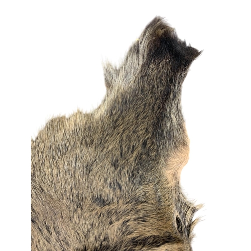 1078 - Taxidermy - wild boar skin rug (Sus scrofa), 148cm x 130cm