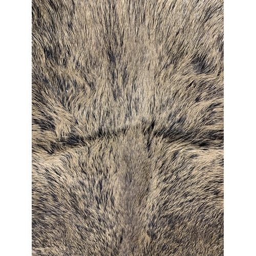 1078 - Taxidermy - wild boar skin rug (Sus scrofa), 148cm x 130cm