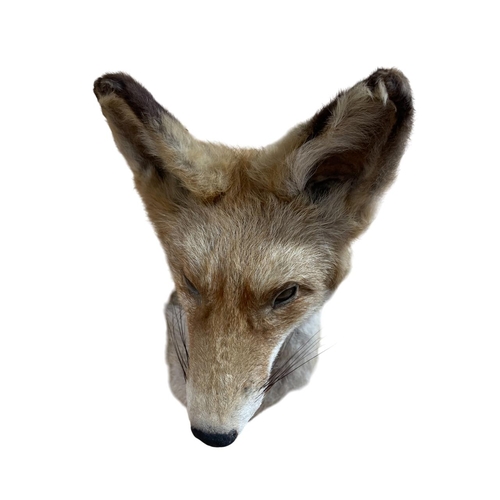 1080 - Taxidermy - Fox head mounted atop wooden shield (Vulpes vulpes), 34cm x 20cm