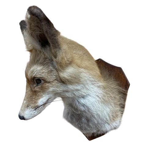 1080 - Taxidermy - Fox head mounted atop wooden shield (Vulpes vulpes), 34cm x 20cm