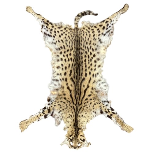 1083 - Taxidermy - three antique Serval skin rugs (Leptailurus Serval) and a Python snake skin. (Largest ru... 