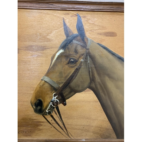 1516 - F.M Hollams (1877-1963) Portrait of chestnut brown horse, 'The Judge', signed, oil on board, 45cm x ... 