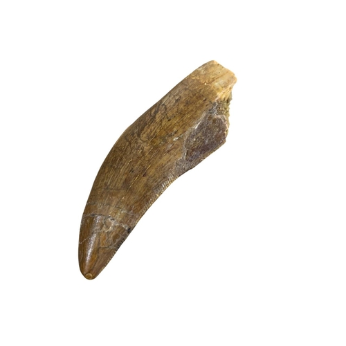 1087 - Natural History - Dinosaur tooth, African 'T-Rex', Carchardodontosaurus Saharicus, Cretaeous period ... 