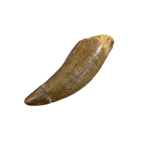 1087 - Natural History - Dinosaur tooth, African 'T-Rex', Carchardodontosaurus Saharicus, Cretaeous period ... 